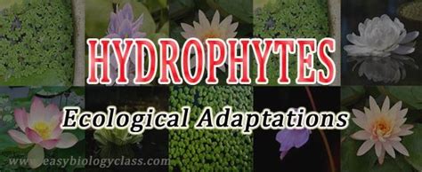 Adaptations of Hydrophytes (PPT) | EasyBiologyClass