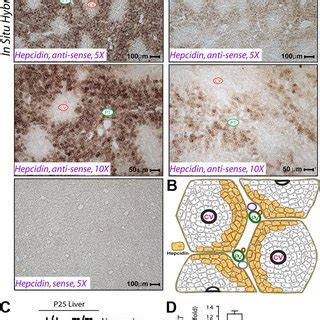 Reduced Hepcidin Expression In Periportal Hepatocytes Of Neogenin