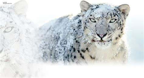 Snow Leopard Wallpaper 1080p - WallpaperSafari