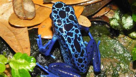 Fun Blue Poison Dart Frog Facts For Kids Kidadl