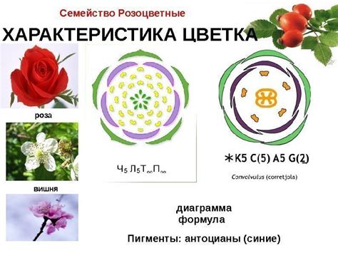 Семейство Розоцветные Семейство Розоцветные План изучения семейства