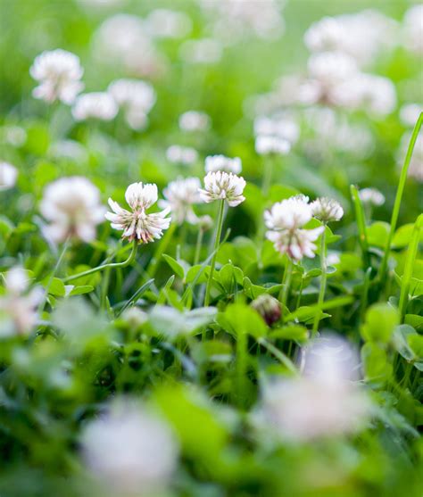 White Clover Overseeding For Agricultural Leys Gss Direct Ltd