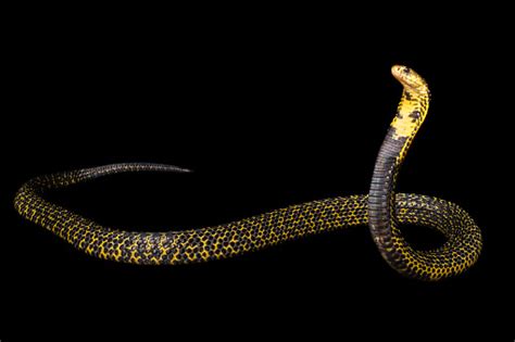 Naja Samarensis Samar Cobra Stock Photo Download Image Now Cobra