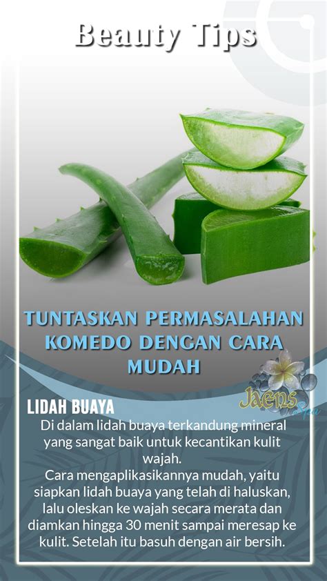 Cara Membuat Masker Lidah Buaya Gimana Caranya Ni