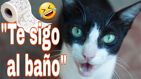 ¿por Qué Mi Gato Me Acompaña Al BaÑo Youtube