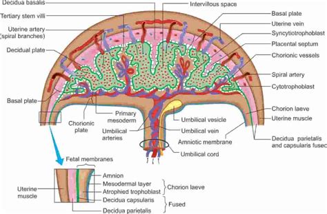 Fetal Membranes And Placenta