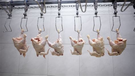 Center For Food Safety Press Releases Modernizing Poultry