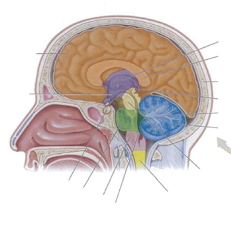 Areas of the brain Diagram | Quizlet