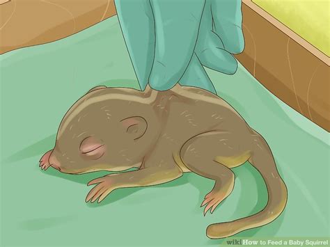 How To Feed A Baby Squirrel Steps With Pictures Wikihow