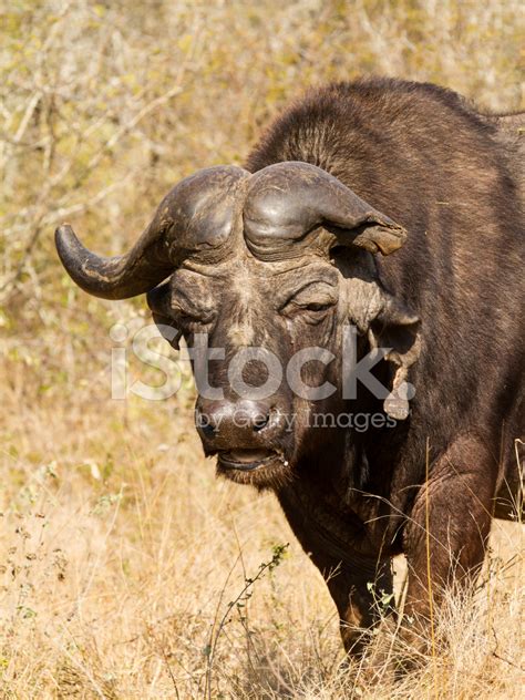 African Buffalo Stock Photos