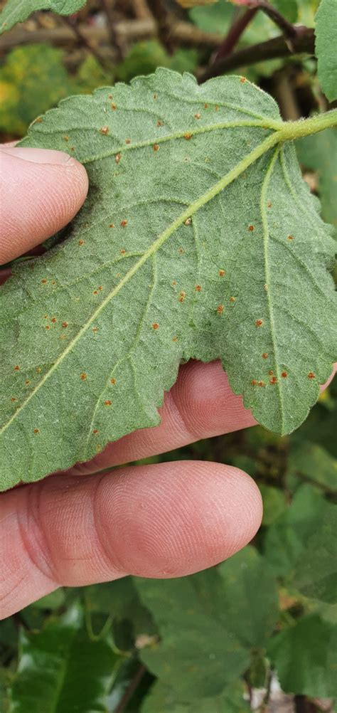 Brown Spots On Leaves — Bbc Gardeners World Magazine