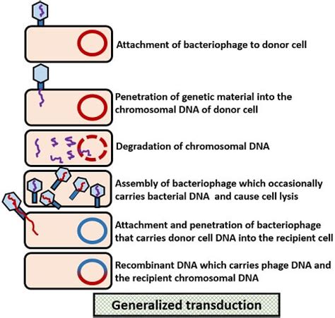 What is Transduction? Definition and Types - Biology Reader