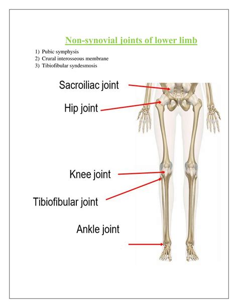 Solution Anatomy Articulations Of Lower Limb Studypool