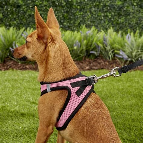 9 Best Dog Harnesses | The Family Handyman