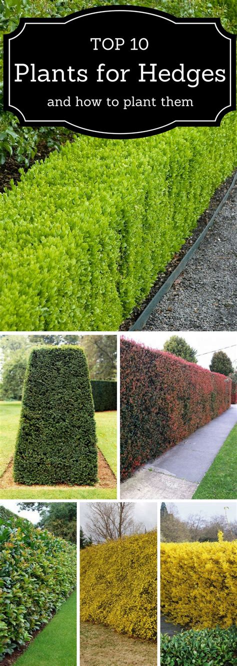 Top 10 Best Plants For Hedges And How To Plant Them Garden Hedges