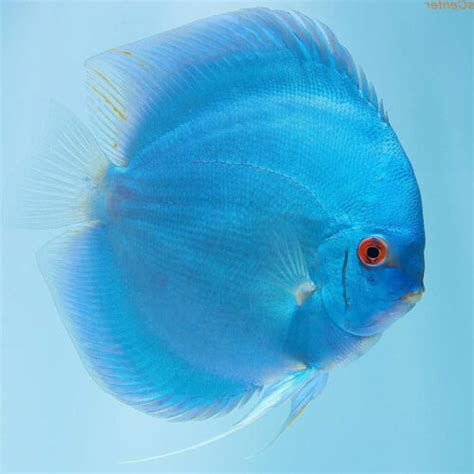 Discus Archives Aquarium Central