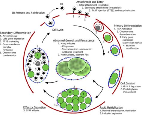 A Schematic Representation Of The Chlamydial Developmental Cycle The