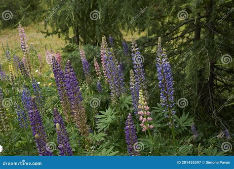 Plantas De Polyphyllus Del Lupinus En Flor Imagen De Archivo Imagen