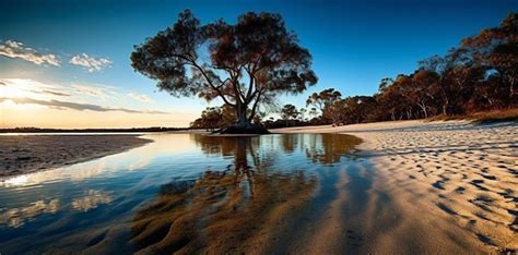 Premium AI Image | A tree on the beach at sunset