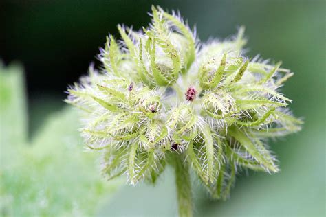 Pacific Waterleaf Native Vegetable Plants For Sale Native Foods Nursery