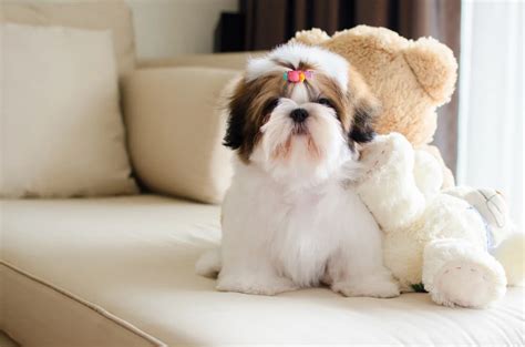 Shih Tzu Names Adorable Name Ideas For Your Sweet Pup Raised Right