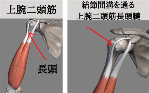 力仕事、スポーツ選手は要注意！肩の前側の痛み│上腕二頭筋長頭腱炎 石巻から仙台地域の出張施術も可能な鍼灸マッサージ院 【 出張・はり灸