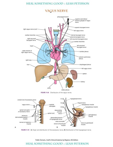 Chart – Vagus Nerve – Heal Something Good