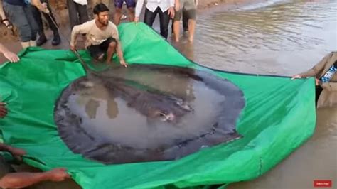 Huge Stingray In Cambodia Weighing 300 Kgs Could Be Worlds Largest