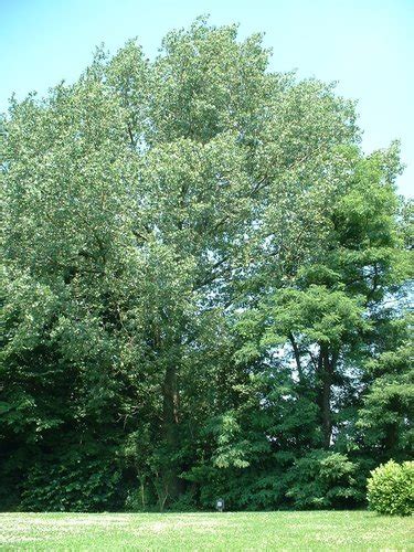 Peuplier Du Canada Inventaire Du Patrimoine Naturel