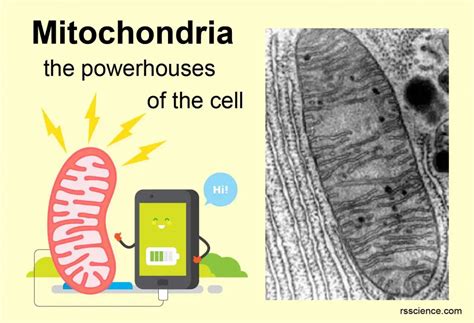 Mitochondria The Powerhouses Of The Cell Definition Structure Function And Biology Rs