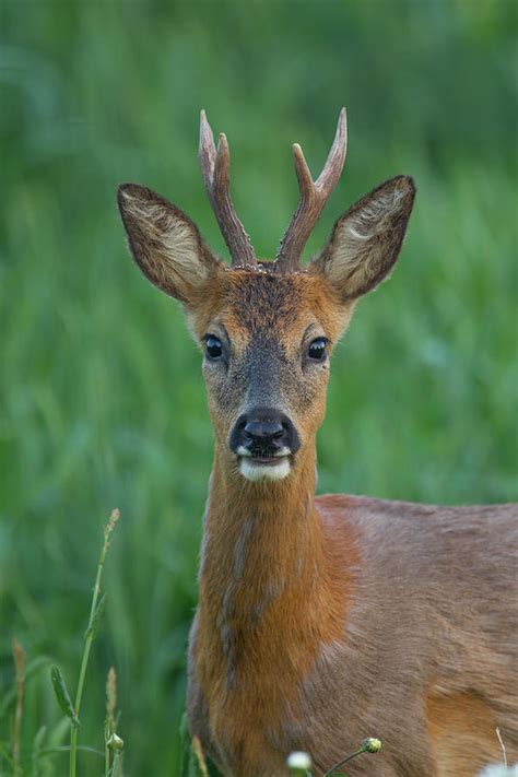 Roe Deer Portrait Photograph By Kevin Sawford Fine Art America