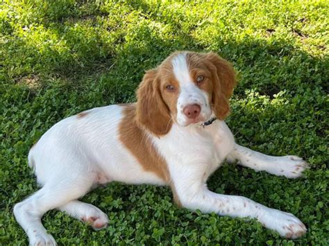 2 male AKC Brittany spaniel puppies for sale Medford - Puppies for Sale ...