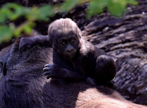 Foto Melihat Bayi Gorila Spesies Langka Di Kebun Binatang Brasil