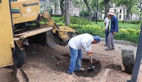 Guadalajara Retira M S De Mil Rboles Secos Que Representaban Un