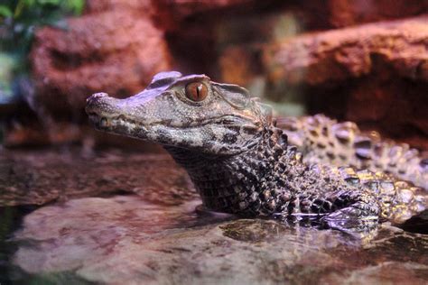Dwarf Caiman - Electric City Aquarium & Reptile Den