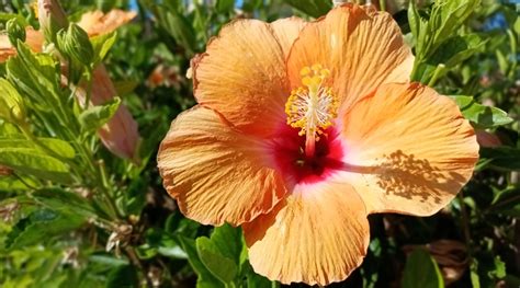 11 Orange Hibiscus Varieties to Brighten Your Garden