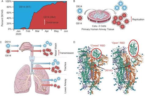 研究综述：d614g突变在新冠病毒传播中的意义 知乎