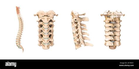 Illustrazione Del Rendering D Accurata Delle Vertebre Cervicali Umane