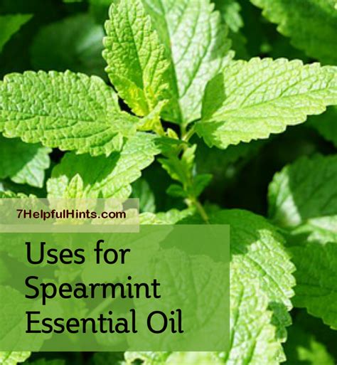 How To Use Spearmint Essential Oil 7 Helpful Hints