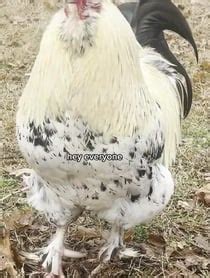 Chicken Happy Hour – Bio, Birthday, Age, Video | Cameo