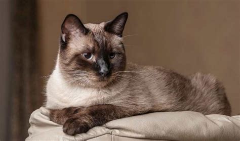 15 Facts About Tortie Point Siamese Cat | Tortoiseshell Siamese - My ...