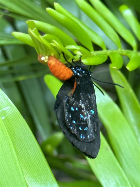 Finally an Atala butterfly lays eggs on my coonties!!!!! : r