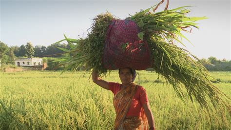 Foto zum Film Vandana Shiva Ein Leben für Erde Bild 10 auf 12