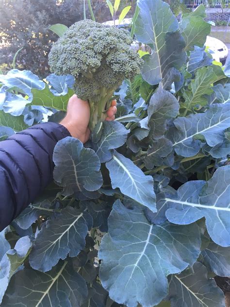 Man in Overalls - Why I Wear Overalls