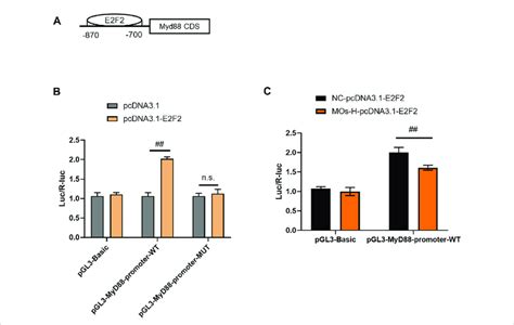 MOs inhibit E2F2 binding to MyD88 in HEK239T cells. (A) Schematic ... 