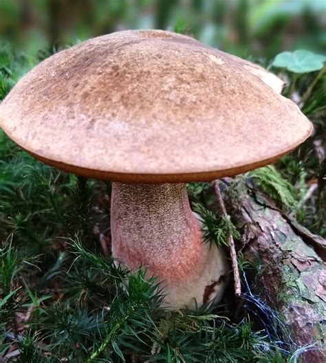 Flockenstieliger Hexenröhrling, Flocki, Zigeuner, Hexenpilz (NEOBOLETUS ...