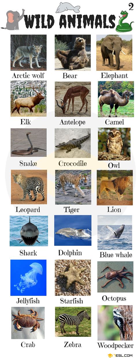 Wild Animals: List Of Wild Animal Names In English With Images - 7 E S L