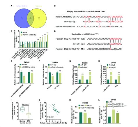 MiR 361 3p Targeted MIR31HG And YY1 A The MiRNA Targets Of MIR31HG