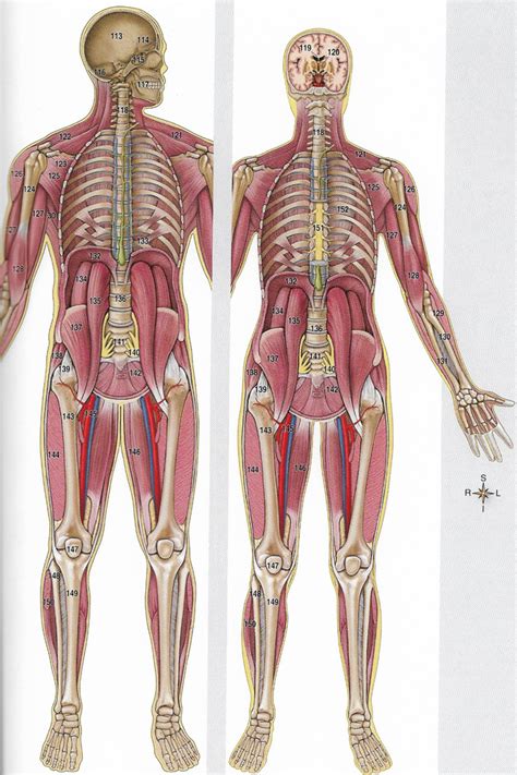 Muscle Identification Five Diagram Quizlet