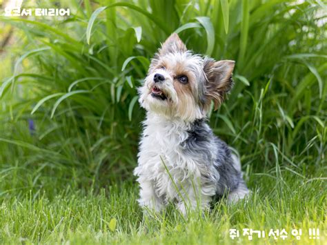 요크셔 테리어 Yorkshire Terrier 품종 연구 멍클럽 강아지 애견 커뮤니티 카페 애견 동반 여행 건강 분양 펫 정보